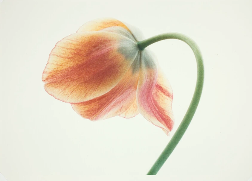 Tulips - Orange and Yellow #2 by Mary Koga