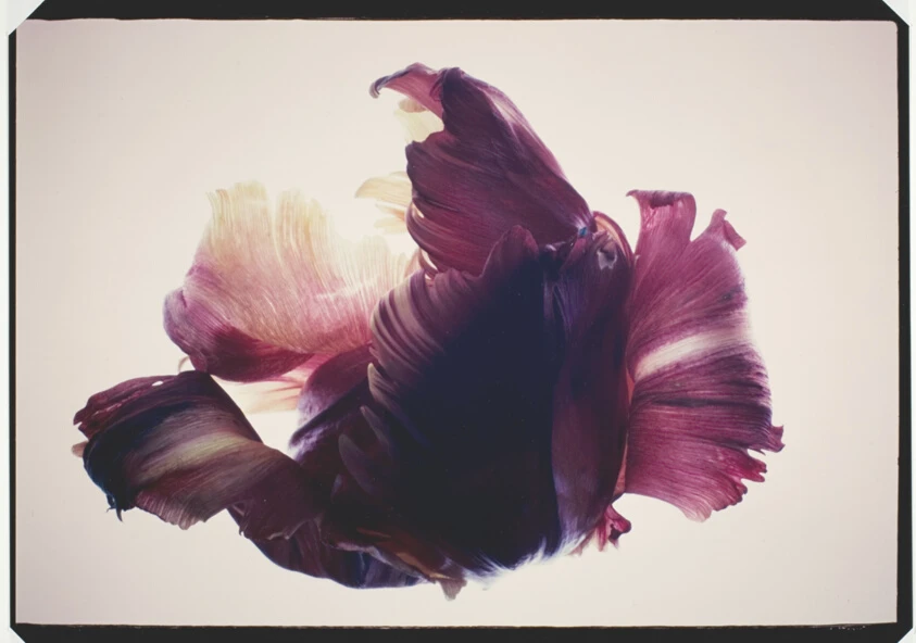 Tulips - Parrot by Mary Koga