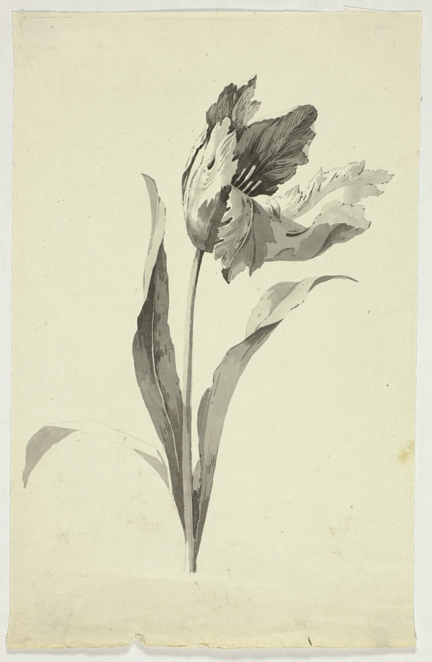 Tulip by Pierre Antoine Mongin