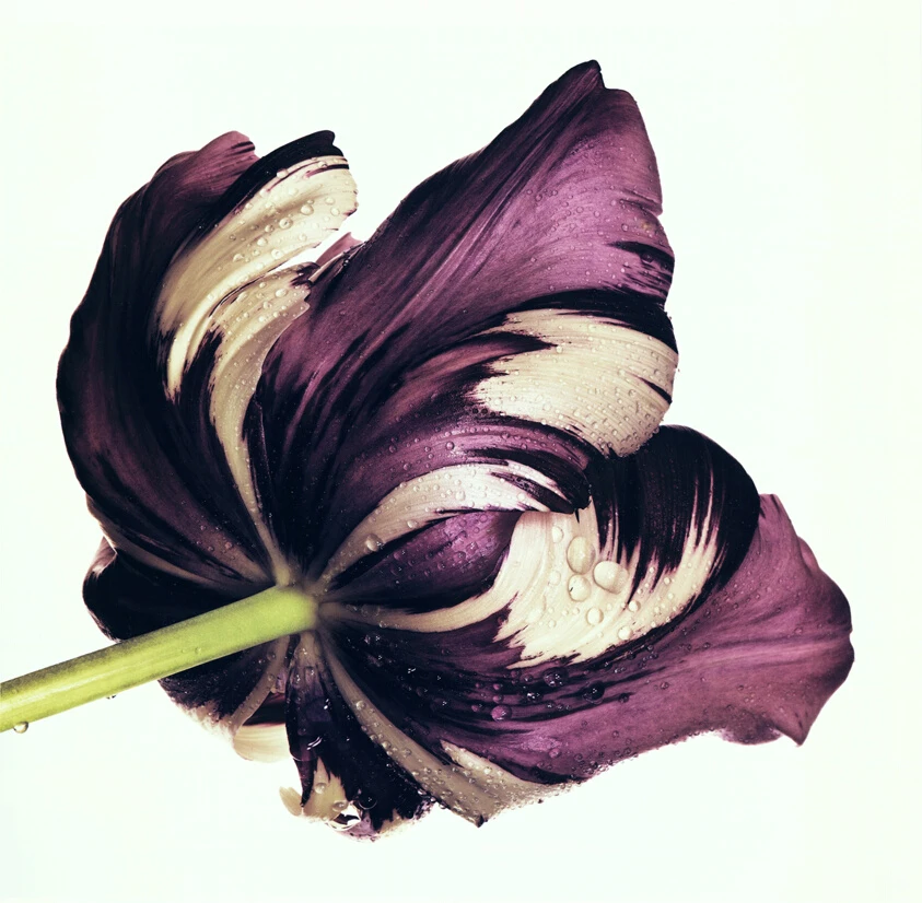 Cottage Tulip: Sorbet, New York by Irving Penn
