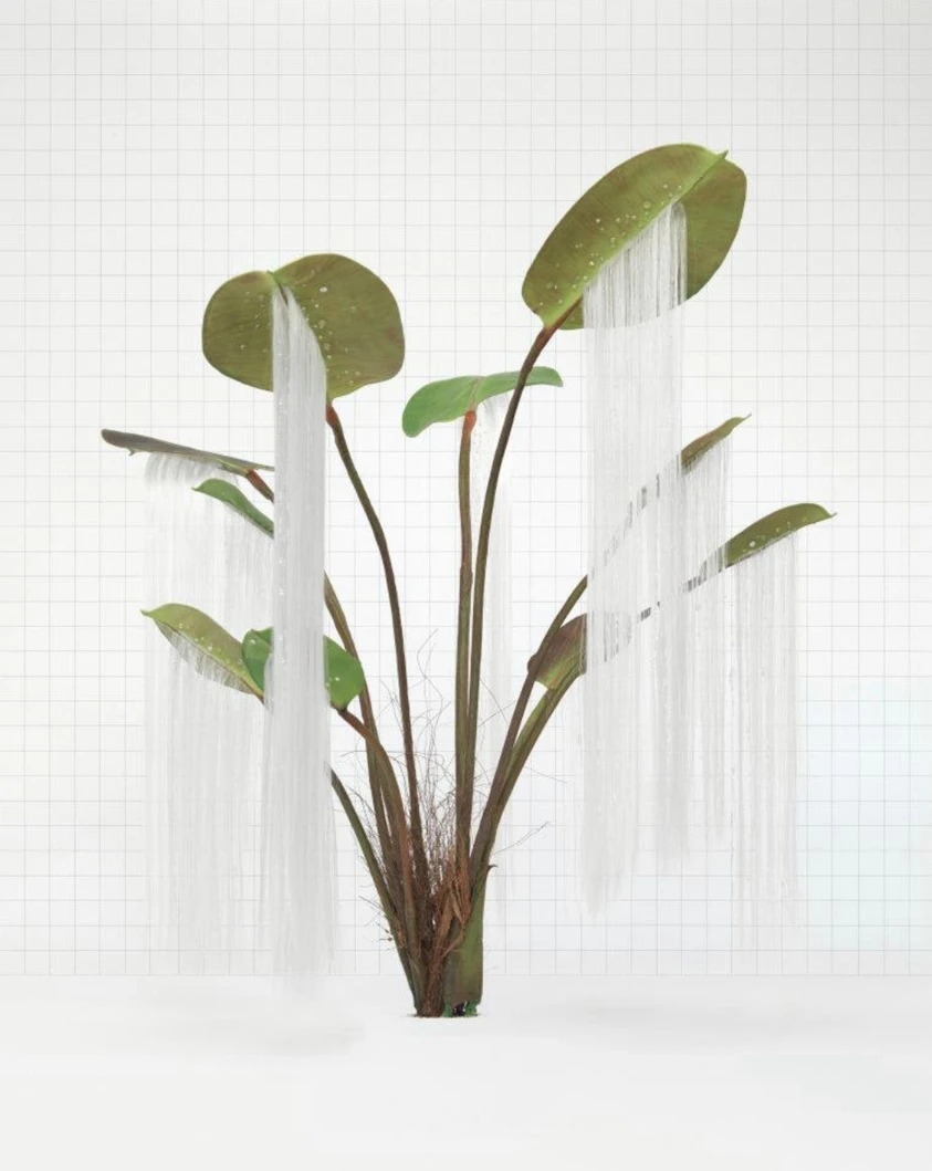 Plant Facts and Plant Fiction, Weeping Thief (Ficus lacrima) by Troika