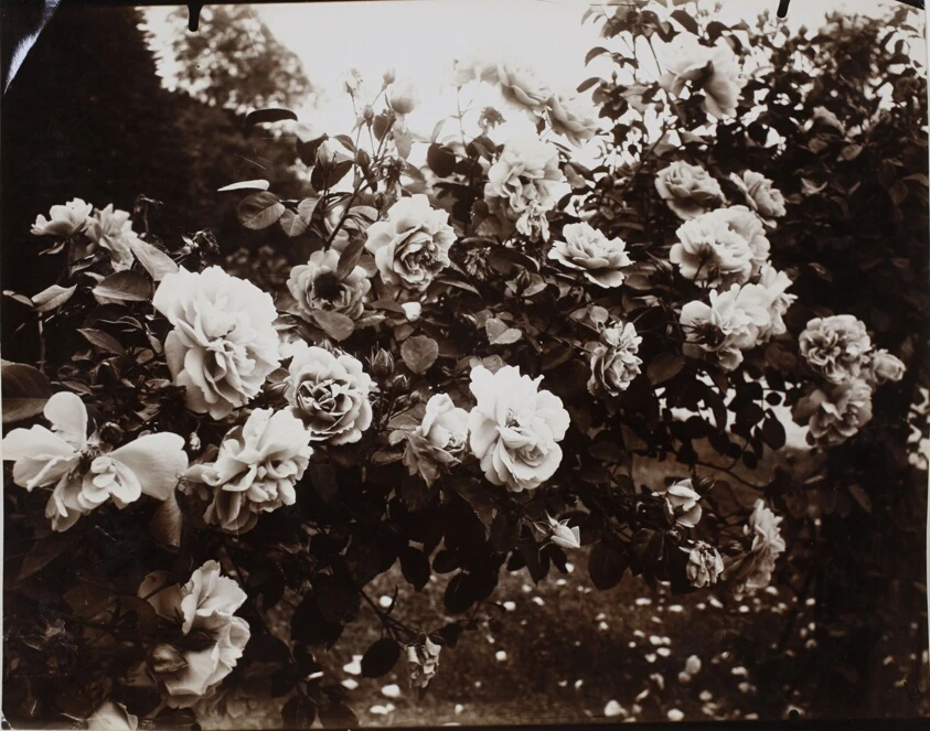 Bagatelle, Roseraie by Jean-Eugène-Auguste Atget