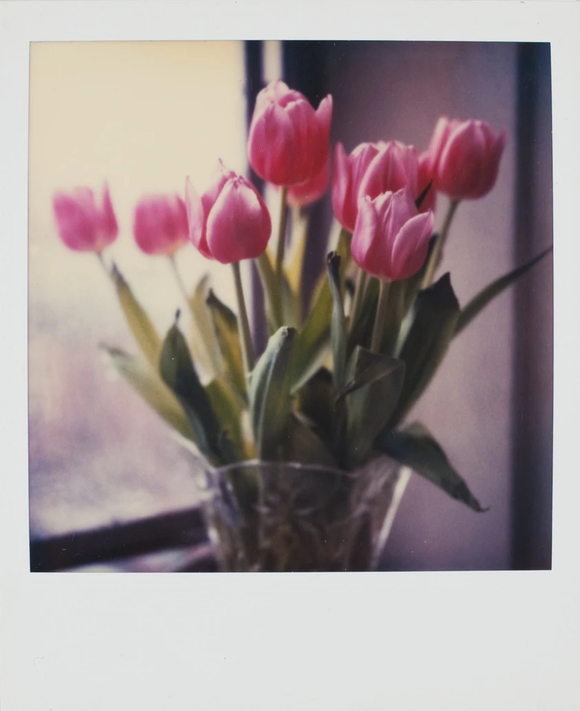 Untitled (Pink Tulips) by André Kertész
