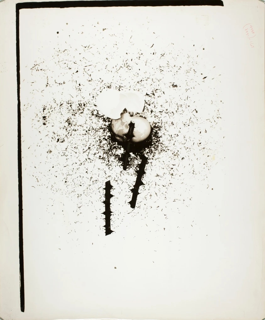 Ordeal by Roses by Eikoh Hosoe