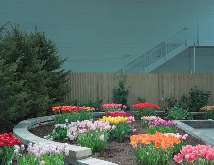 Tulip Mania