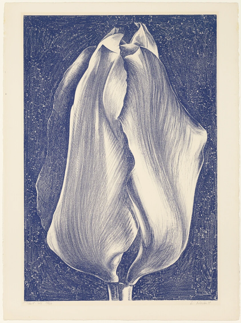 Tulip by Lowell Nesbitt