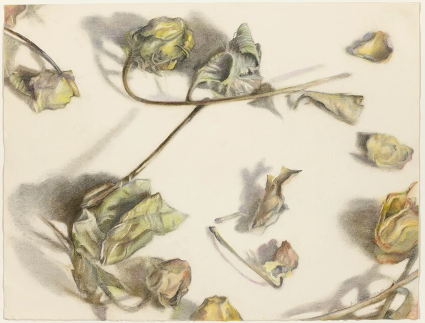 Series Roses Study 7 by Joan Taxay-Weinger