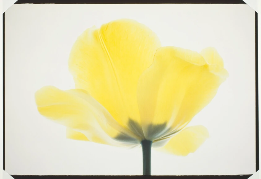 Tulips - Yellow #3 by Mary Koga