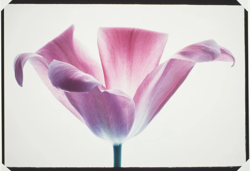 Tulips - Pink #21 by Mary Koga