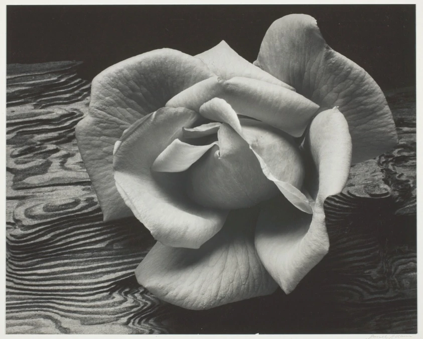 Rose and Driftwood, San Francisco, California by Ansel Adams