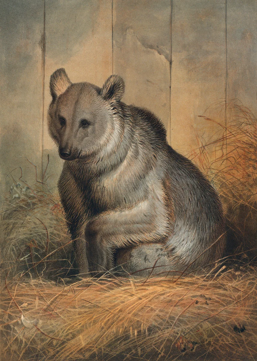 Bear