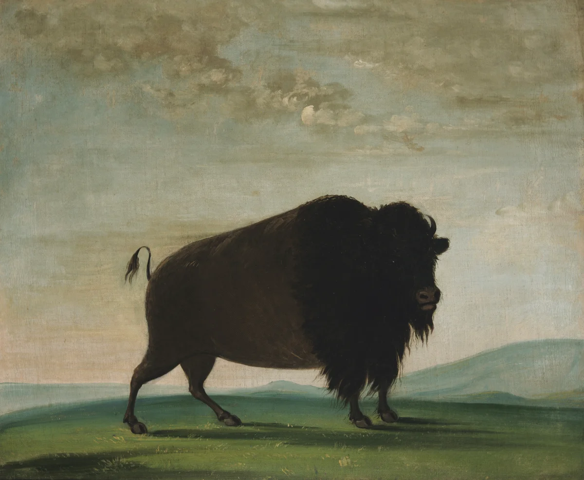 Buffalo 1
