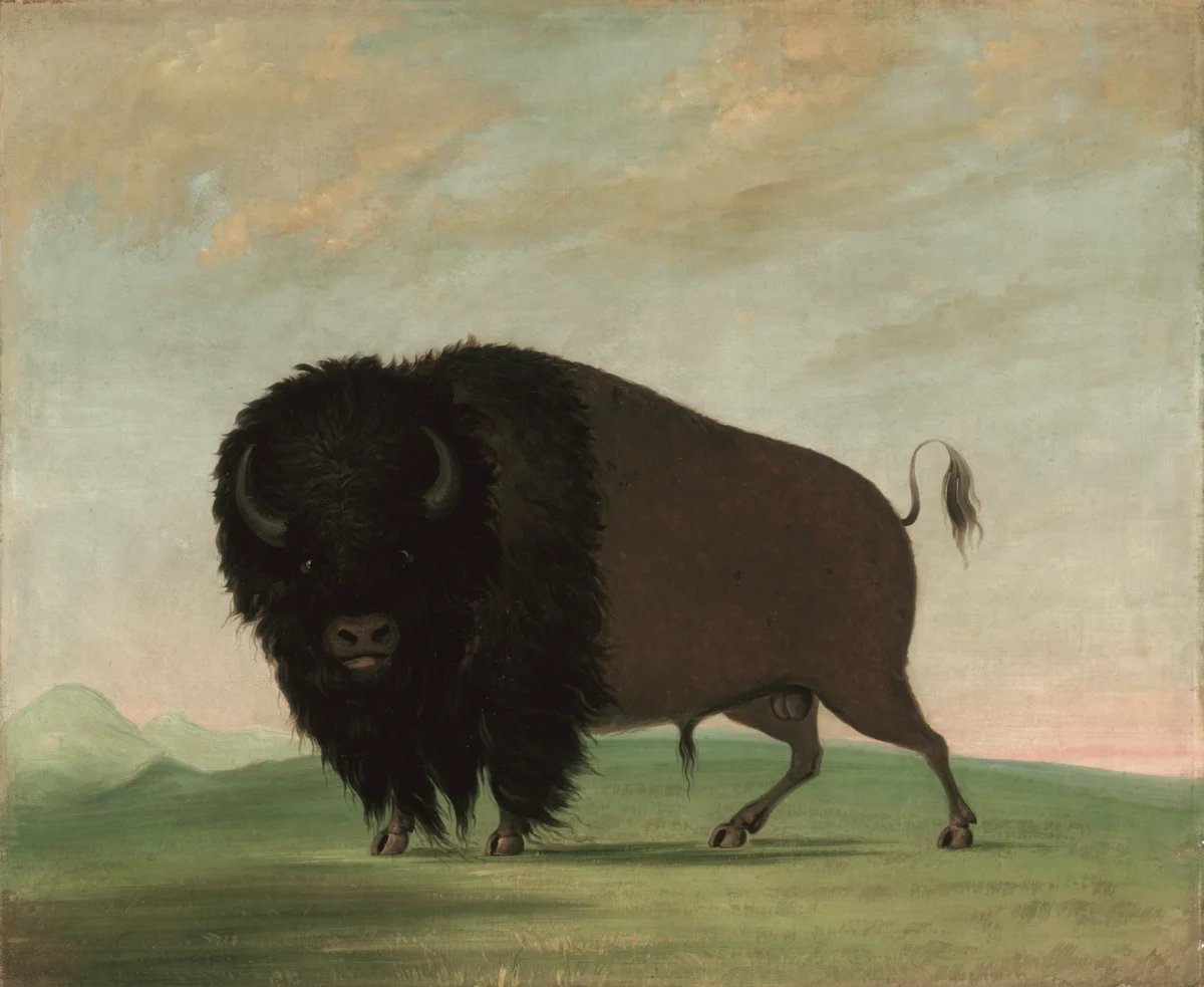 Buffalo 2