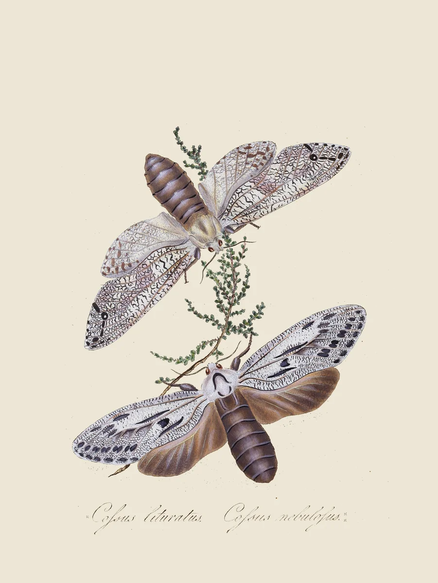 Butterflies 11