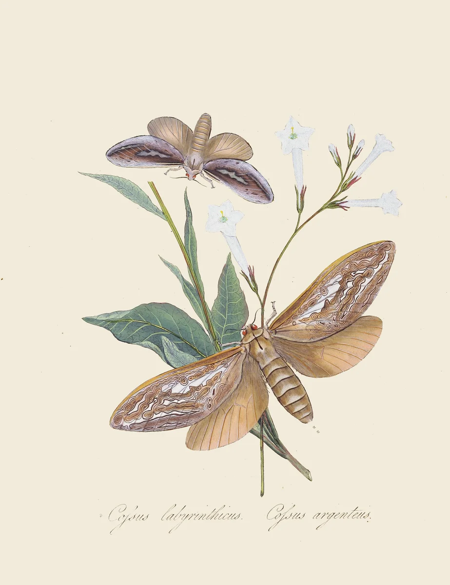 Butterflies 10