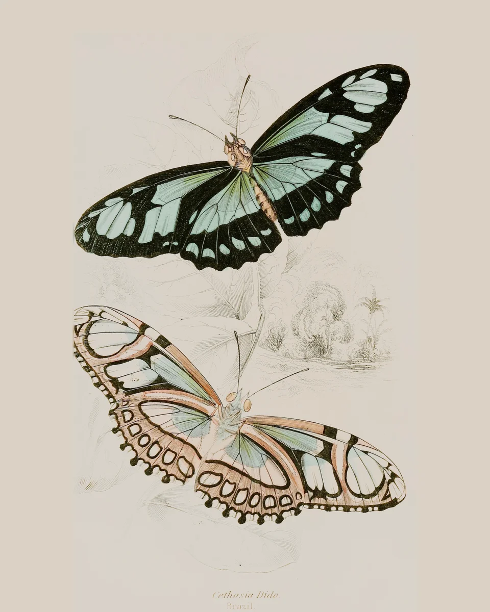 Butterflies 1