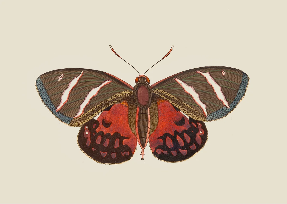 Butterflies 12