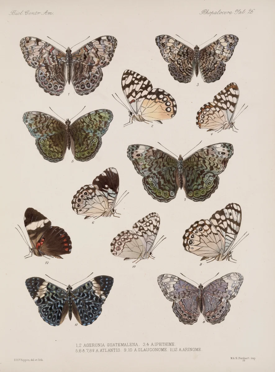 Butterflies 13