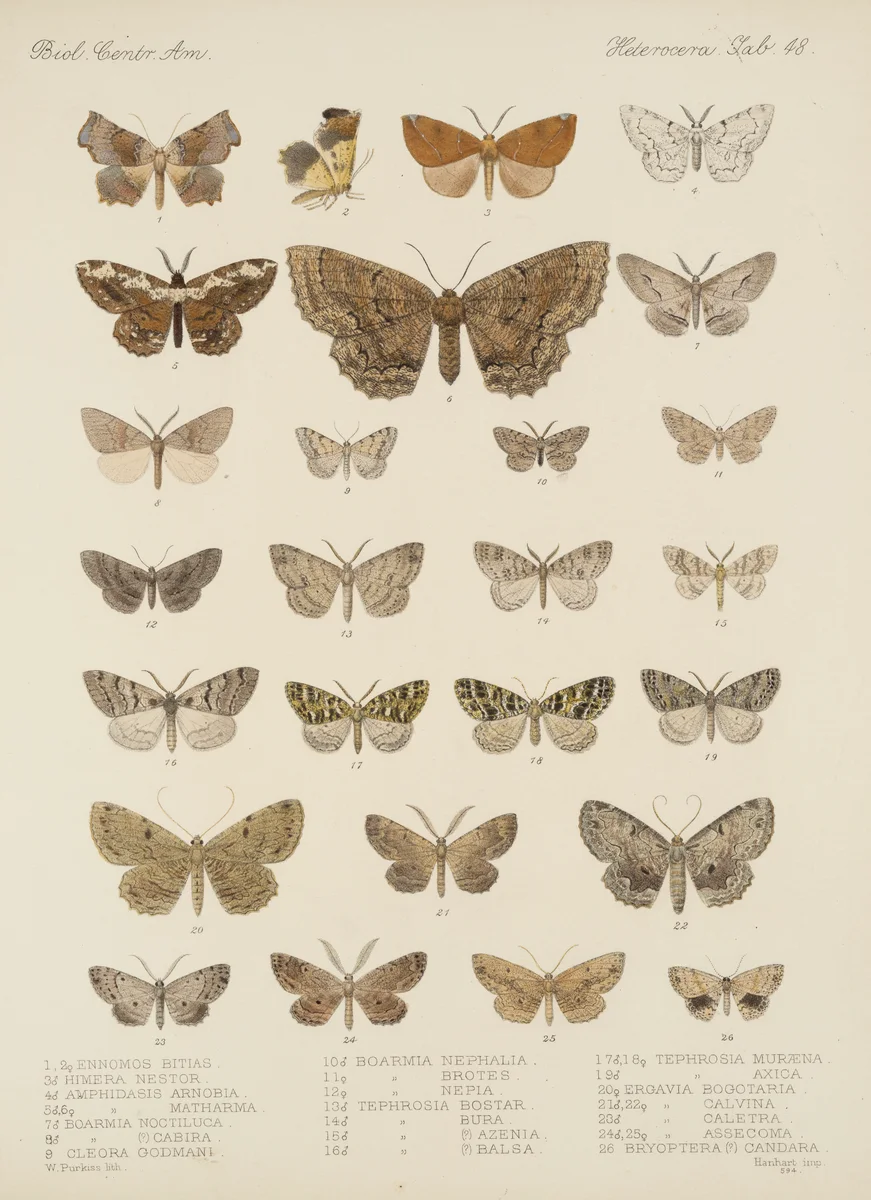 Butterflies 14