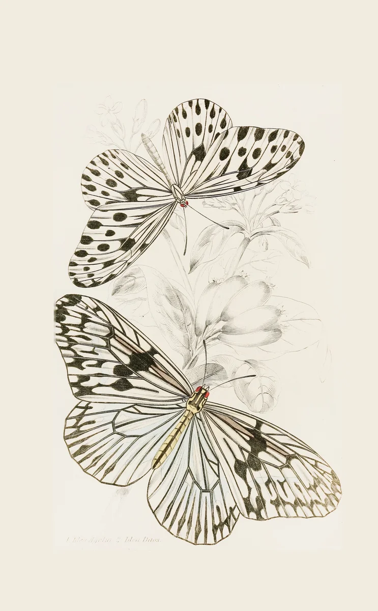 Butterflies 4