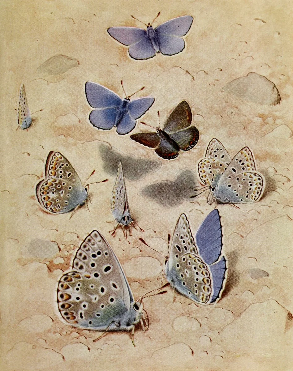 Butterflies 7