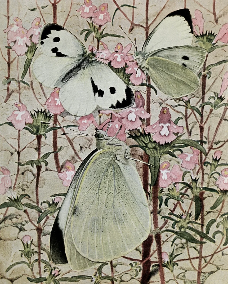 Butterflies 8