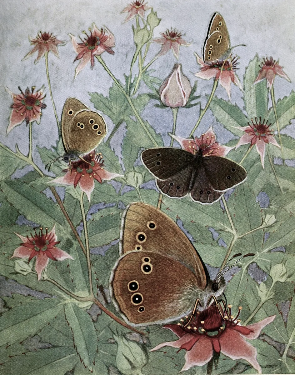 Butterflies 9