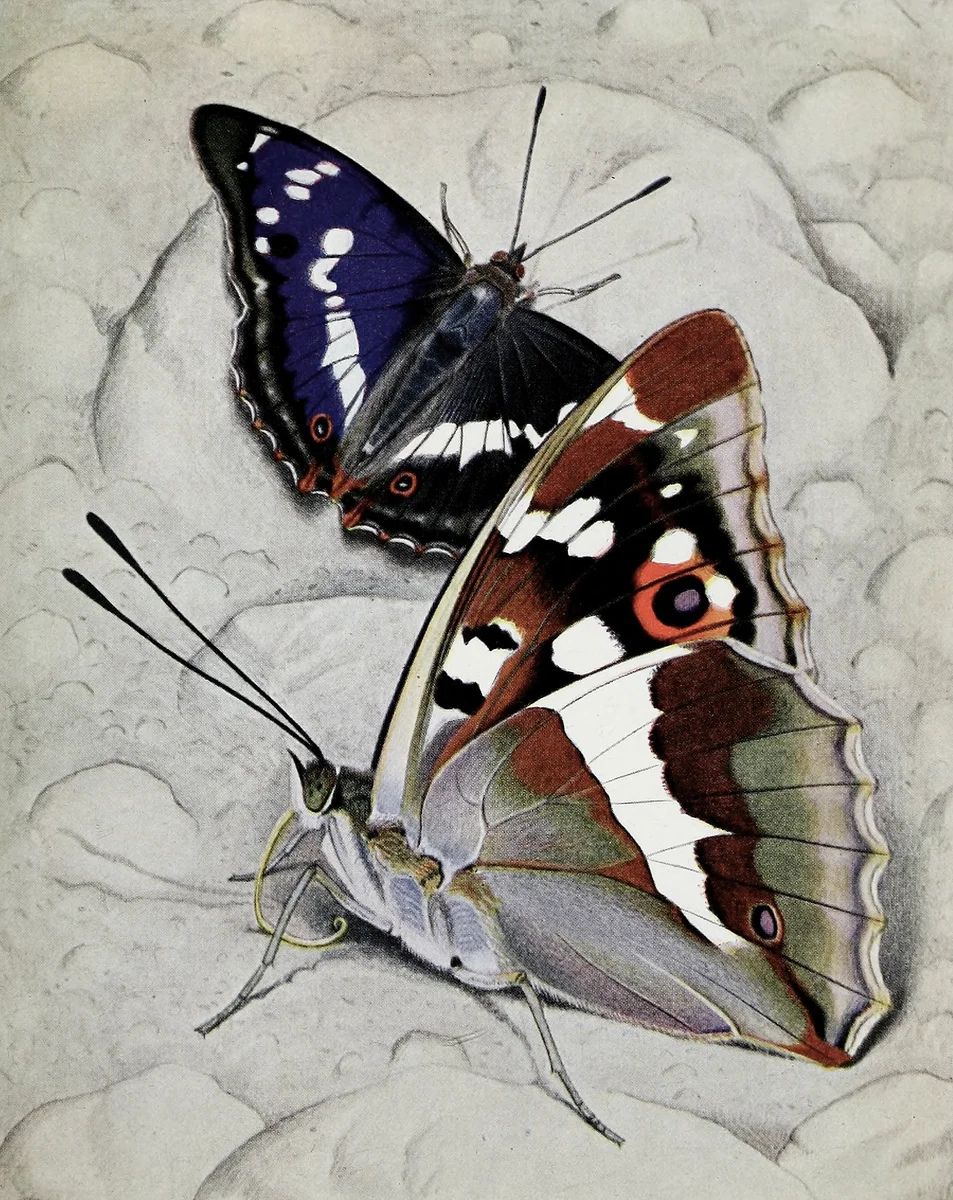 Butterflies 109 2