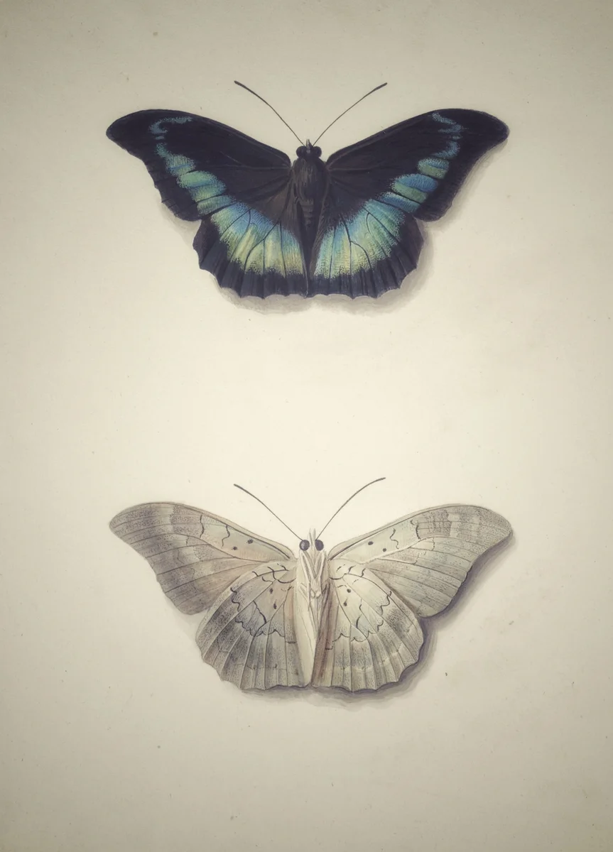 Butterflies 109 3