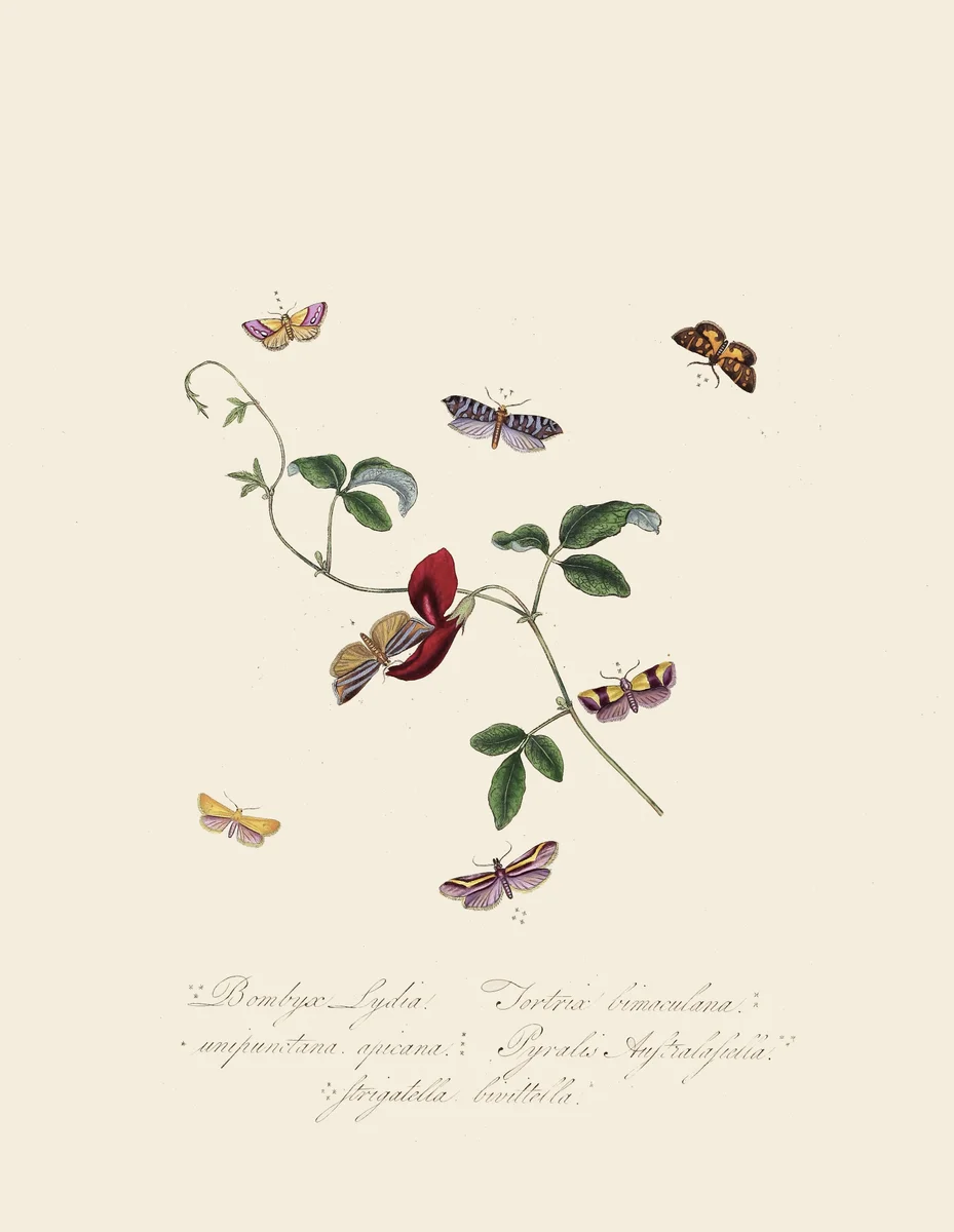 Butterflies 109 1