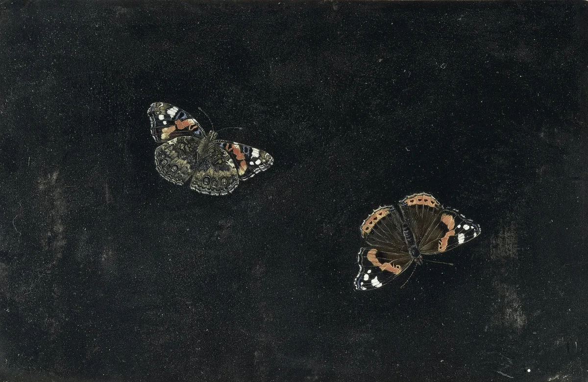 Butterflies 23 1