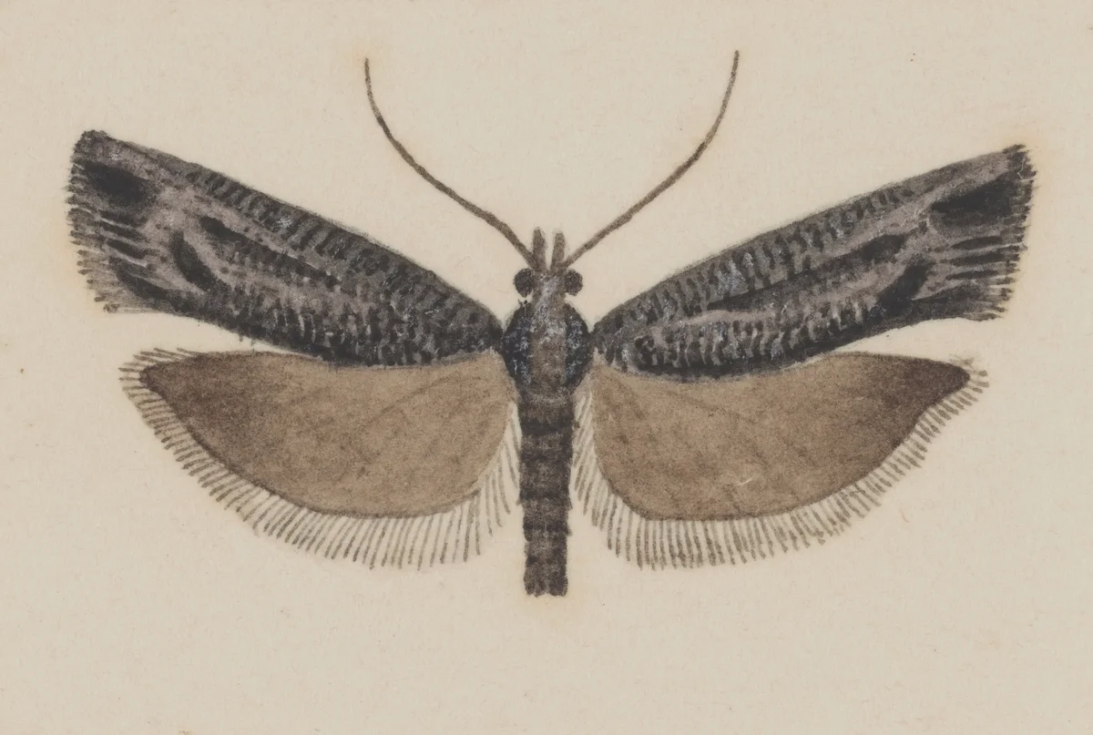Butterflies 23 2