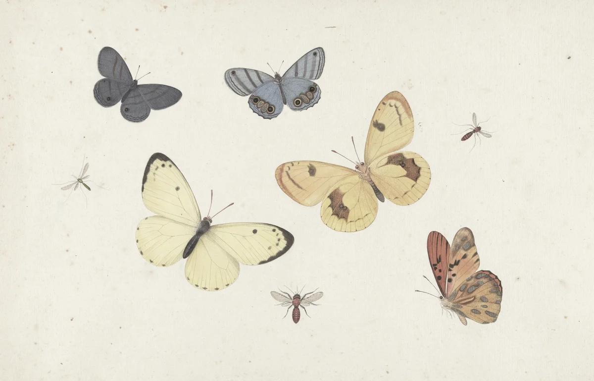 Butterflies 23 3