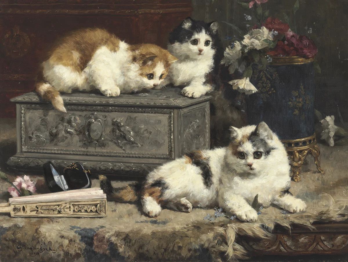 Cats 5 3