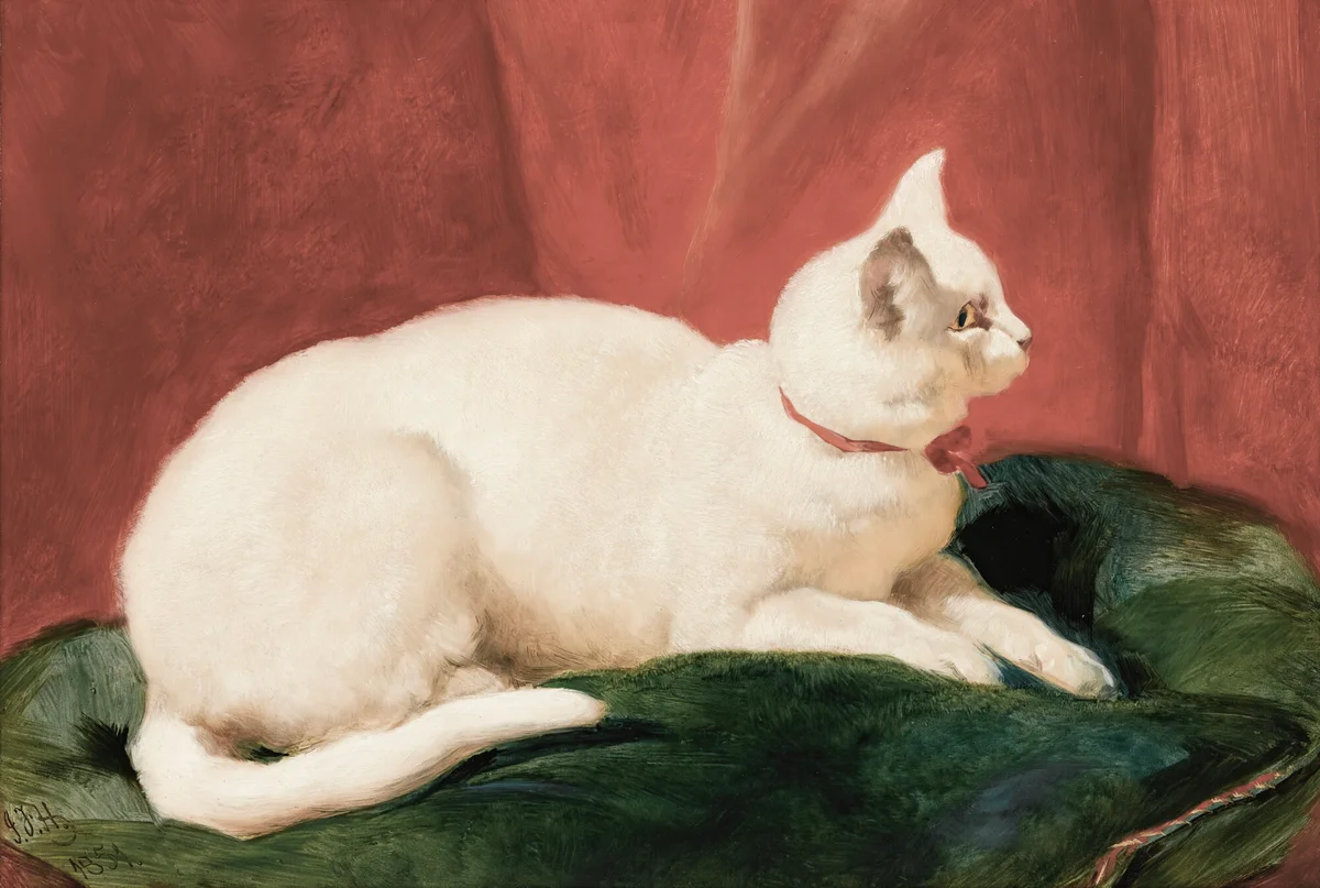 Cats 8 2