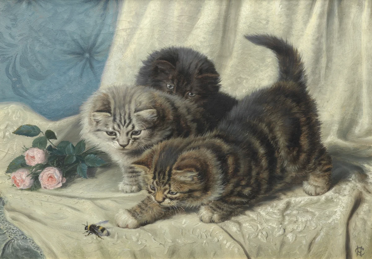 Cats 8 4
