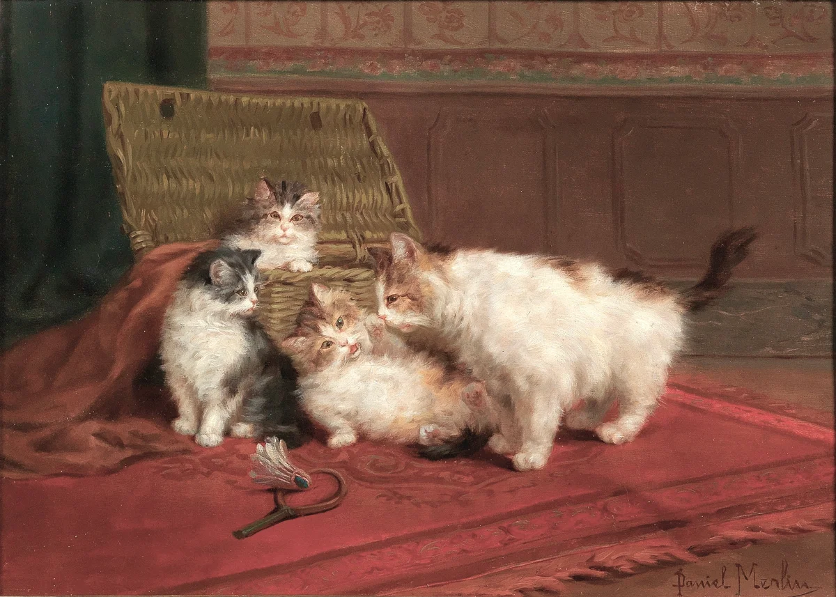 Cats 8 6
