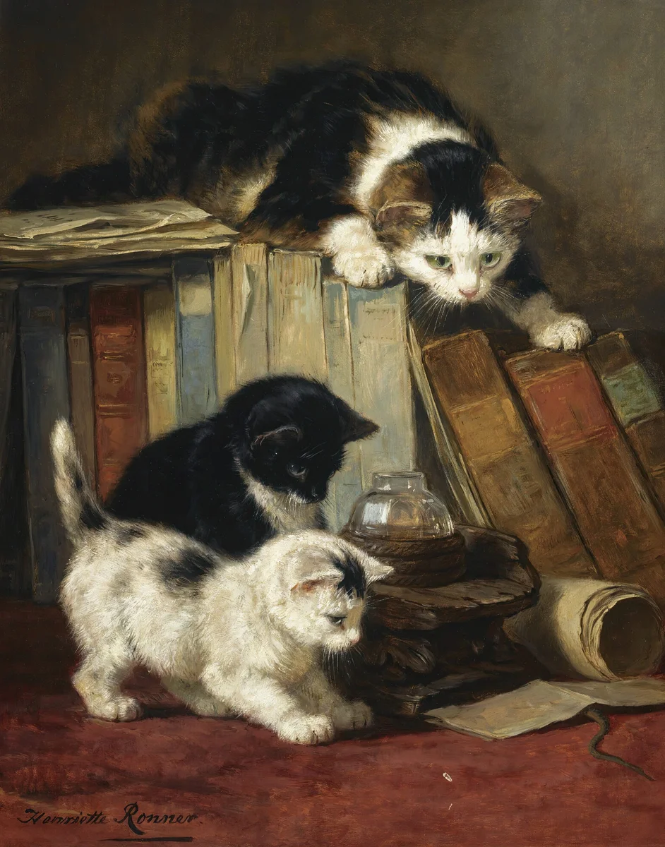 Cats 16