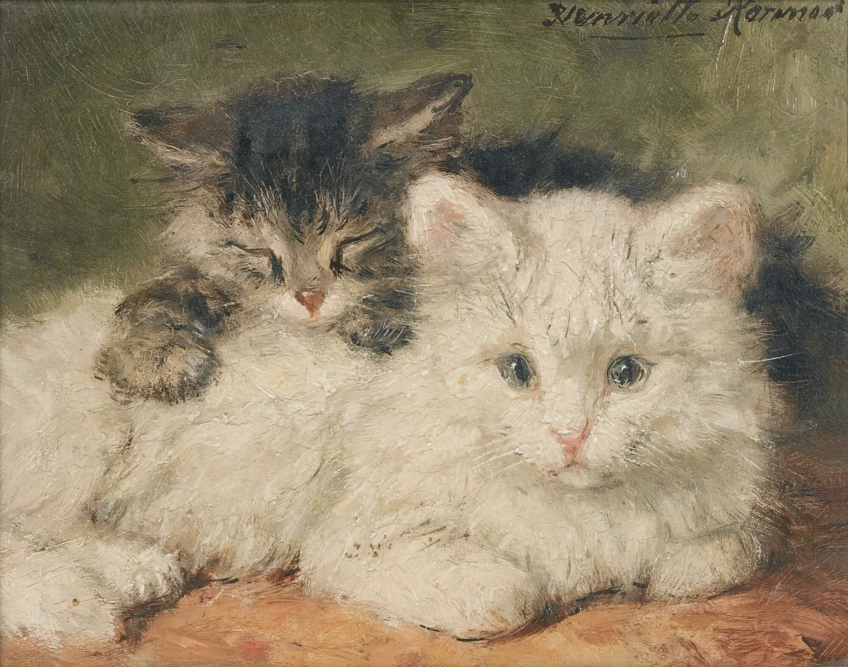 Cats 17