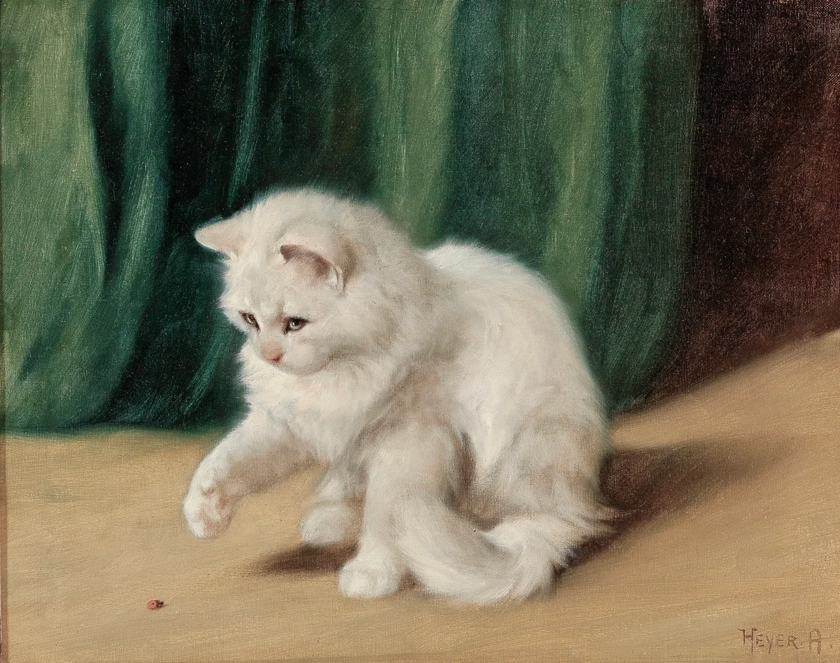 Cats 18