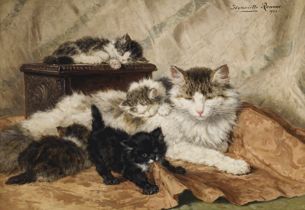 Cats 22