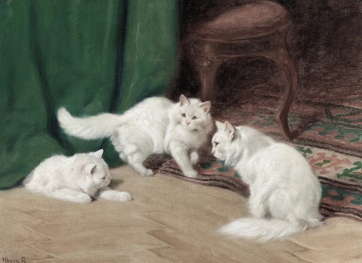 Cats 20