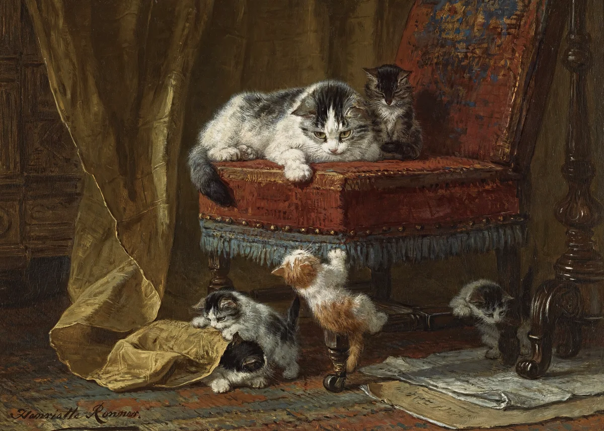 Cats 24
