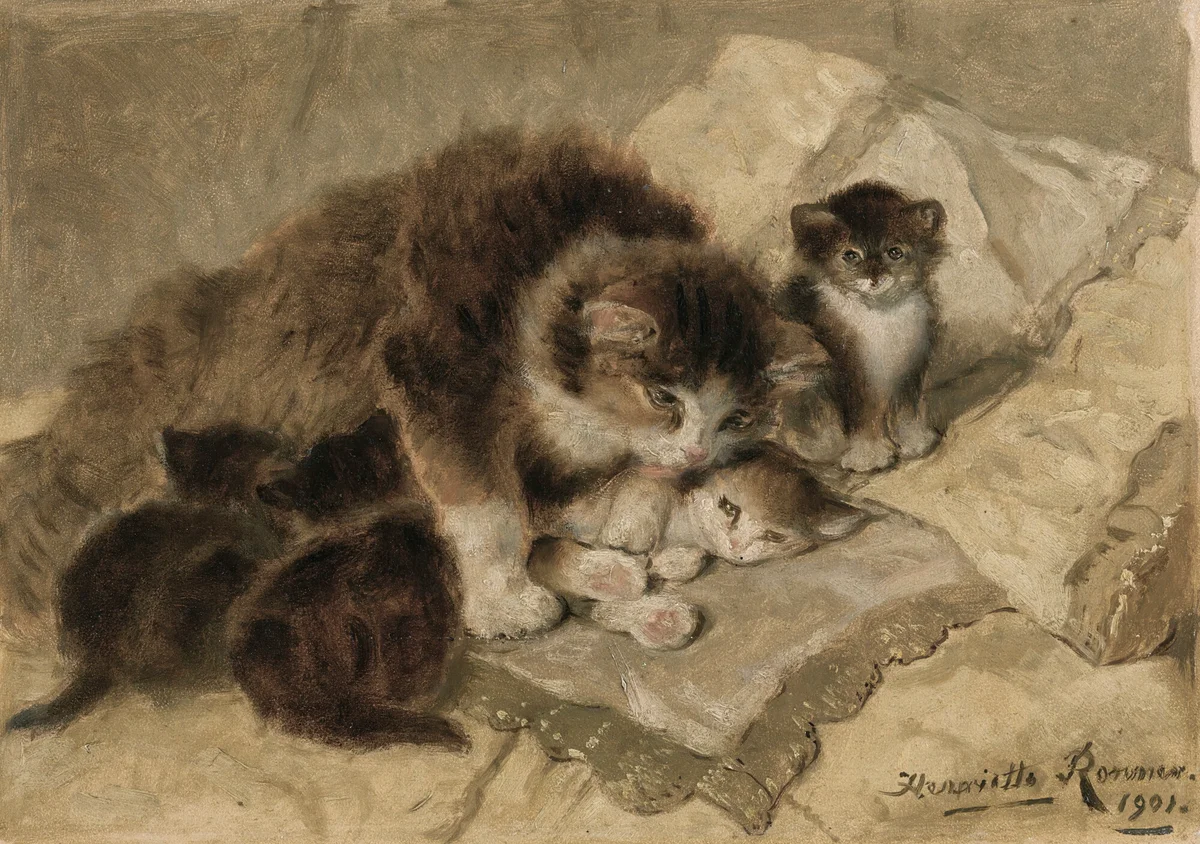 Cats 26