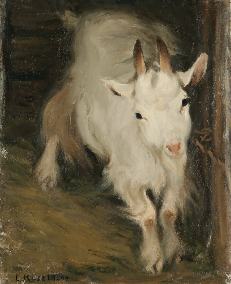 Chamois 2