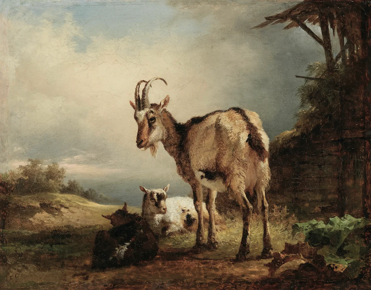 Chamois 11 1