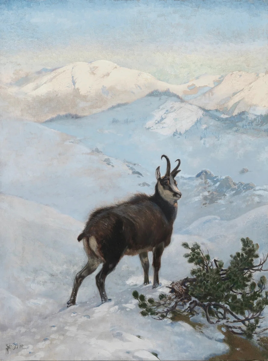 Chamois 11 2