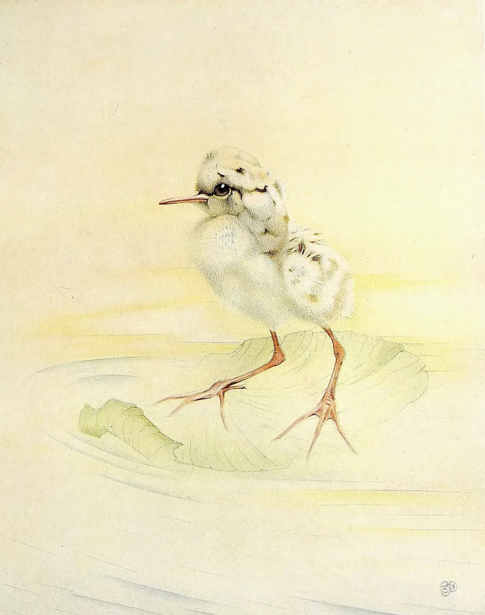 Chicken 3