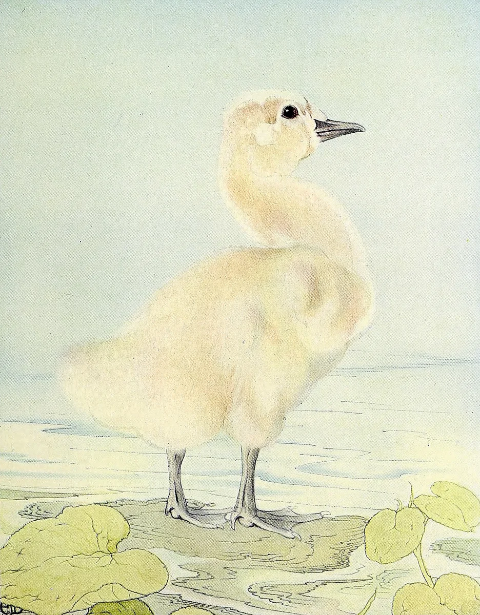 Chicken 6