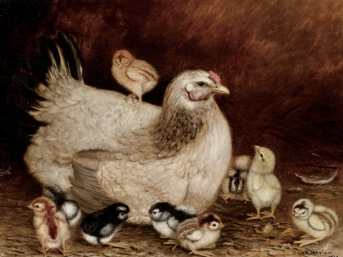Chicken 8